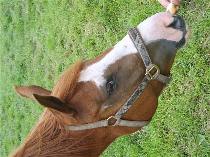 Dansk Varmblod Ressie "Solgt" billede 9