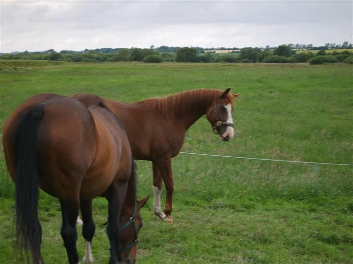 Dansk Varmblod Ressie "Solgt" billede 10