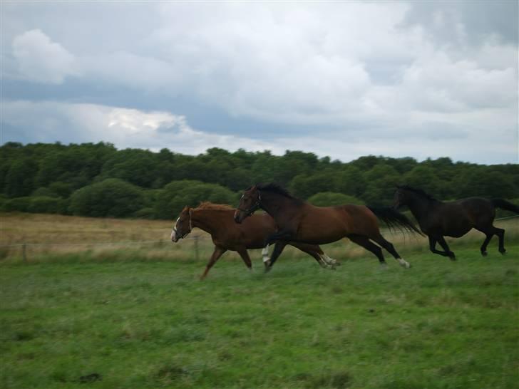 Dansk Varmblod Ressie "Solgt" billede 11