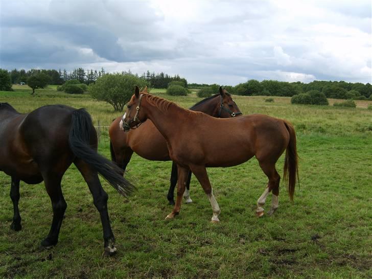 Dansk Varmblod Ressie "Solgt" billede 12
