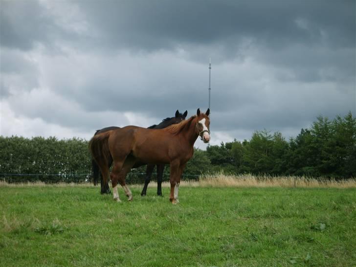 Dansk Varmblod Ressie "Solgt" billede 13