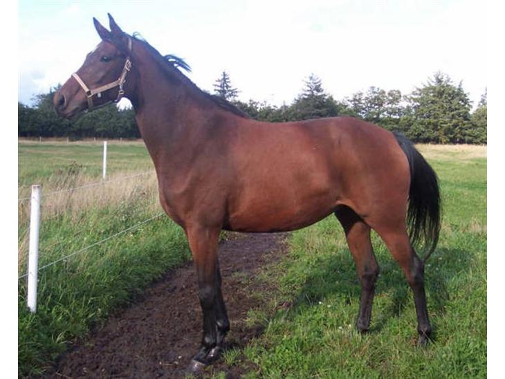 {{currentPhoto.altText}} billede {{currentPhoto.number}}