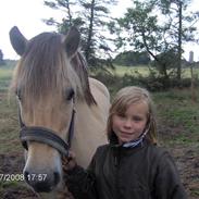 Fjordhest Karen (aflivet)