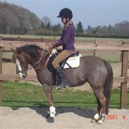 Welsh Pony af Cob-type (sec C) Fanny (solgt)