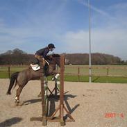 Welsh Pony af Cob-type (sec C) Fanny (solgt)