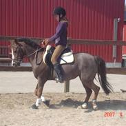 Welsh Pony af Cob-type (sec C) Fanny (solgt)