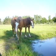 Anden særlig race chantell