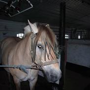 Fjordhest Rocky- ikk halvpart mere