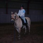 Fjordhest Rocky- ikk halvpart mere