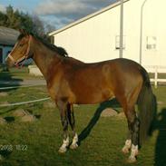 Welsh Pony af Cob-type (sec C) beauty