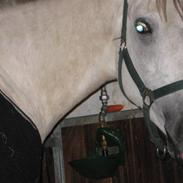 Hollandsk Sportspony | Cha-Cha