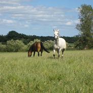 Hollandsk Sportspony | Cha-Cha