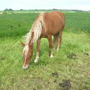 Anden særlig race Smilla