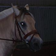 Fjordhest Rocky- ikk halvpart mere