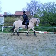 Fjordhest Norman fjordlyst