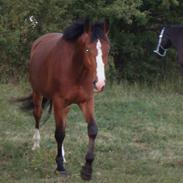 Dansk Varmblod Tabasco