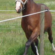 Dansk Varmblod Tabasco