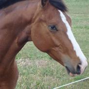 Dansk Varmblod Tabasco