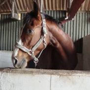 Dansk Varmblod Tabasco