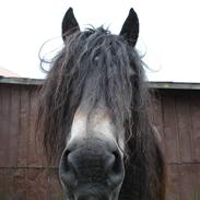 Nordsvensk Skovhest Saga