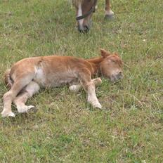 Shetlænder Nørbæks Tilde