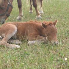 Shetlænder Nørbæks Tilde