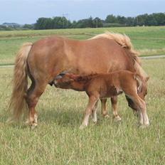 Shetlænder Nørbæks Tilde
