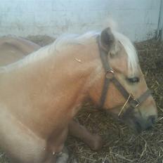 Palomino Golden justy SOLGT