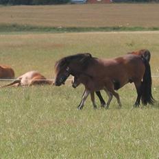 Shetlænder Nørbæks Marco
