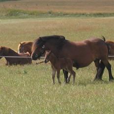 Shetlænder Nørbæks Marco