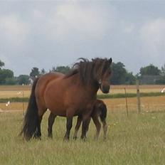 Shetlænder Nørbæks Marco