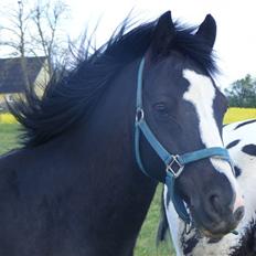 Anden særlig race | Oliver <3