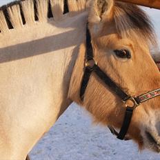 Fjordhest Karamel (solgt)