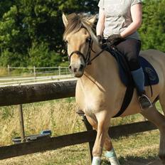 Fjordhest Karamel (solgt)