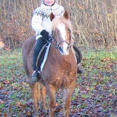 Anden særlig race Daisy