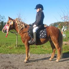 Anden særlig race Daisy