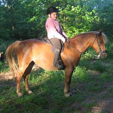 Anden særlig race Daisy