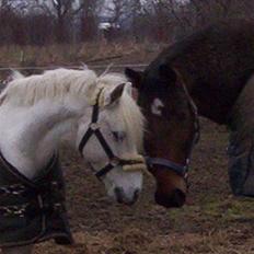 Anden særlig race Mickey B-Pony solgt;(