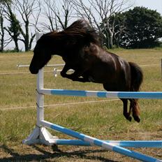 Shetlænder Tybjergaards Ally - lånte