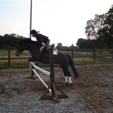 Anden særlig race Rambo Tyson (solgt)