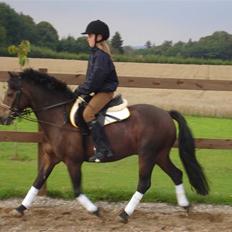 Anden særlig race Rambo Tyson (solgt)