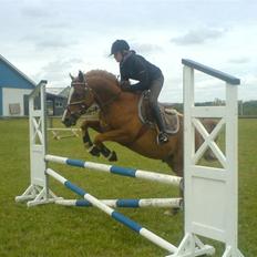 New Forest Boy