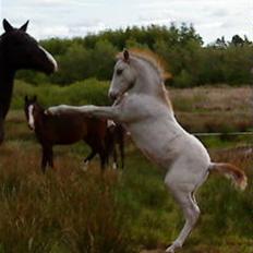 New Forest Boy