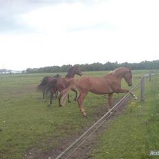 New Forest Boy