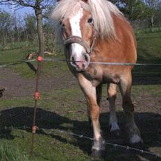 Haflinger Alexandra (solgt)