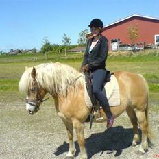 Haflinger Alexandra (solgt)