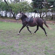 Welsh Pony (sec B)  starlight solgt