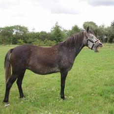 Welsh Pony (sec B)  starlight solgt