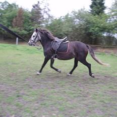Welsh Pony (sec B)  starlight solgt