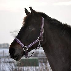 New Forest Borrebjerg's Melody